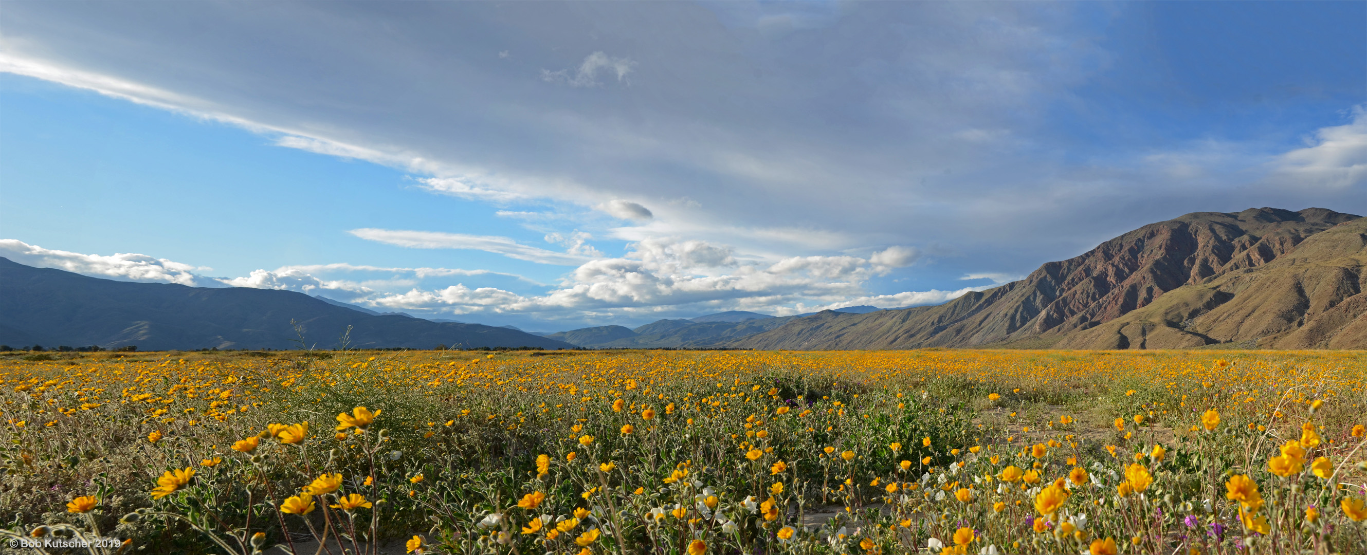 Borrego Springs, CA Superbloom 2019